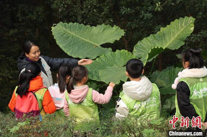 图为青少年在自然介活动中观察植物(资料图)。　自然介供图