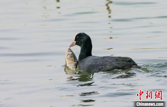 骨顶鸡在衡水湖中捕获“美食”。　王铁良 摄