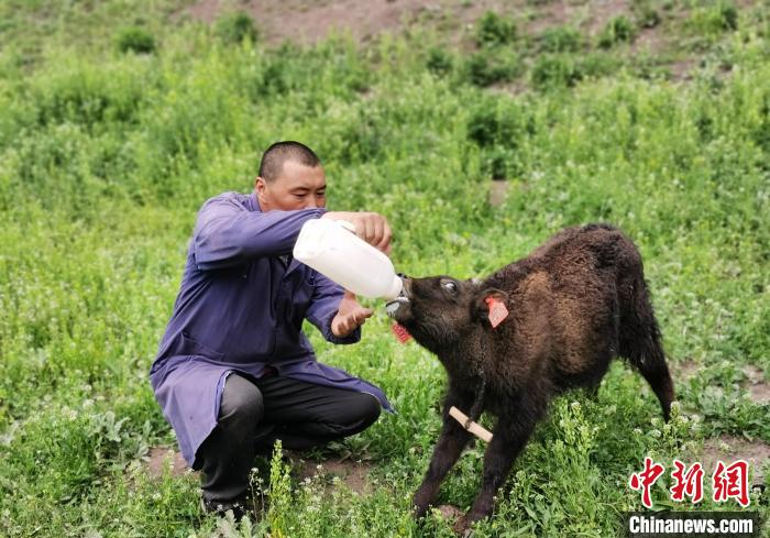 图为给小牛犊喂奶。　张添福 摄