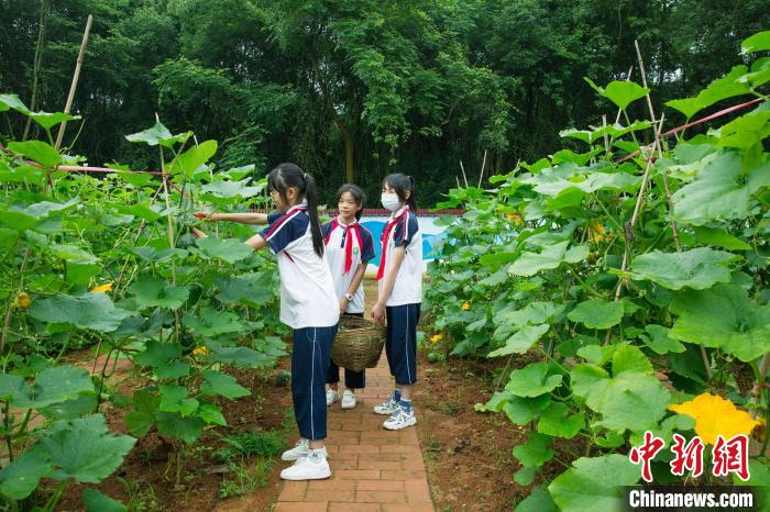 新余市仙女湖观巢学校利用校内空地开辟“小荷菜园”，指导学生播种、看护、采摘。　郭锋杰 摄