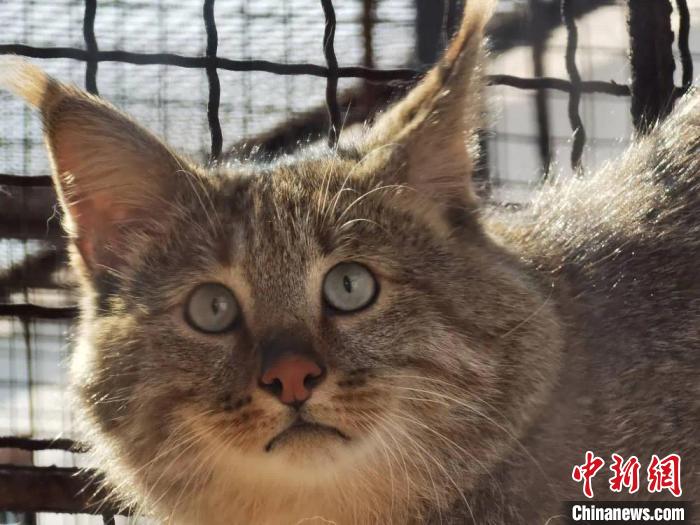 图为西宁野生动物园内饲养的荒漠猫。　西宁野生动物园供图