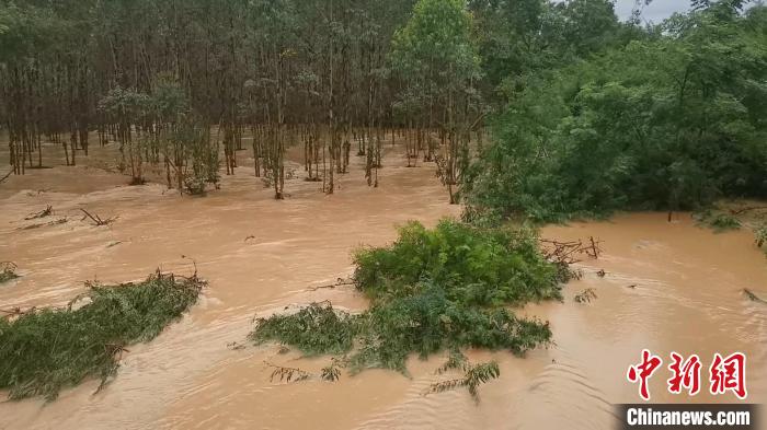 洪水侵袭林地。　程雨杰 摄