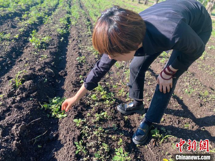 图为范玲玲在紫苏地里拔野草。　张玮 摄