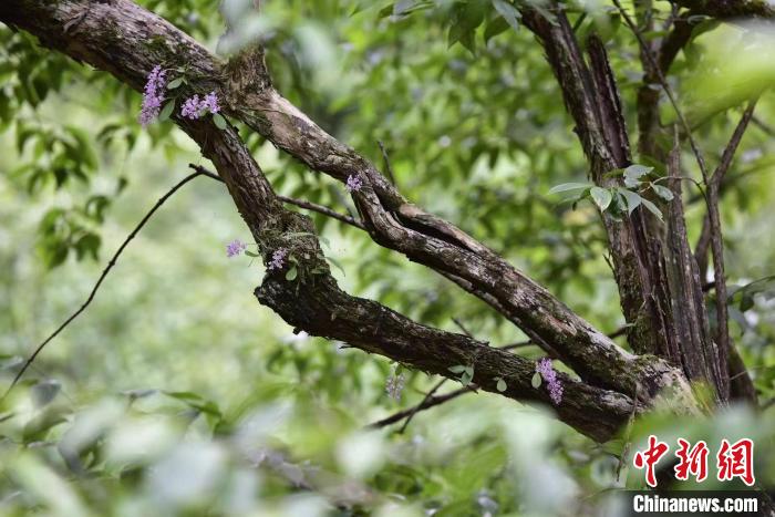 杭州淳安发现国家一级保护野生植物象鼻兰。　胡奇勇 摄