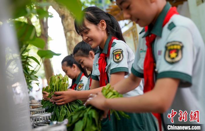 图为学生们择菜 王新博 摄