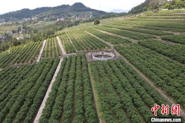 宣汉蓝莓谷好风景。　张浪 摄