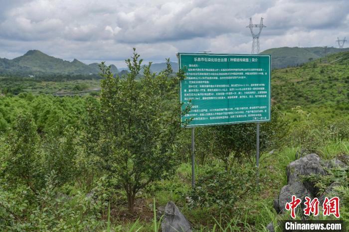 乐昌市梅花镇流山村的石漠化土地变身油茶基地 广东省林业局 供图