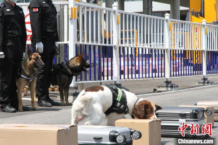 缉毒犬在活动现场进行箱包藏毒查缉展示。　蔡亚群 摄