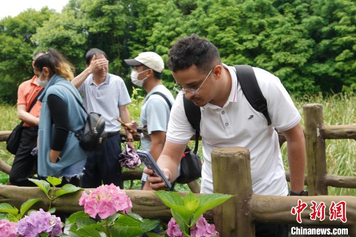 图为在福州的外籍留学生参观绣球花海。　林梦楠 　摄