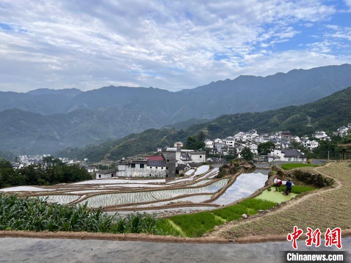 安徽歙县三阳镇上坦高山梯田风光。　潘成 摄