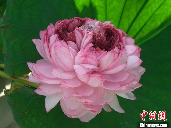 花瓣繁多的“千瓣莲” 中科院武汉植物园供图