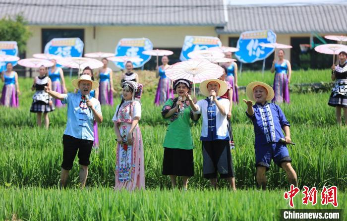 当地歌手在稻田里放歌。　吴勇兵 摄