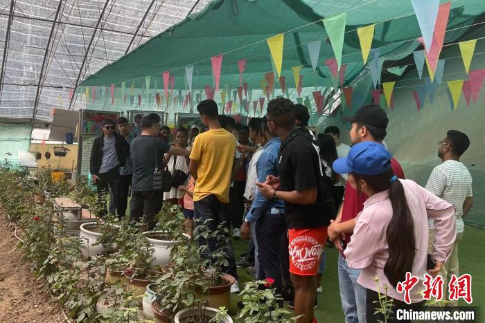 国际学生们在大棚内品尝可食用无刺玫瑰。　杨静 摄