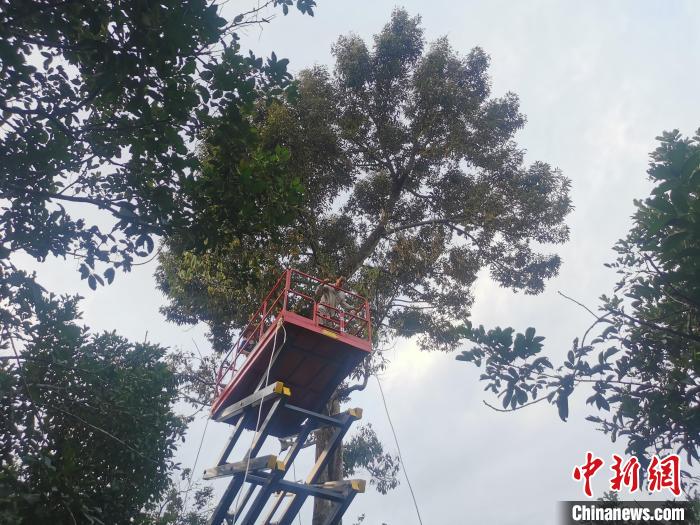 人们通过升降机平台对榴莲树进行人工干扰作业。　保亭热带作物研究所供图