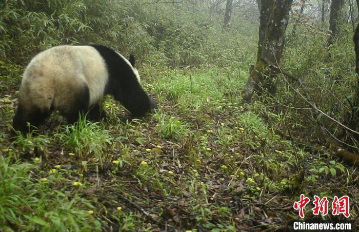 野生大熊猫 四川蜂桶寨国家级自然保护区管护中心 供图