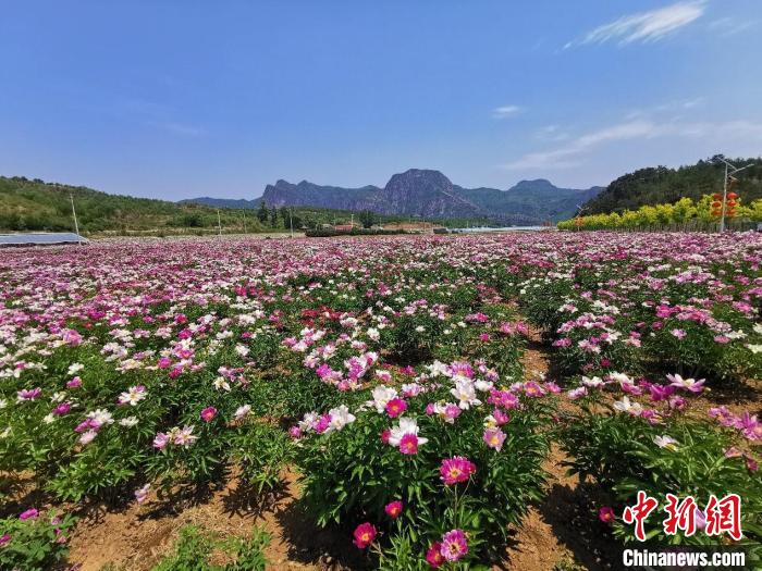 图为西沟村村口的赤芍。中国健康好乡村项目组供图 中国健康好乡村项目组供图