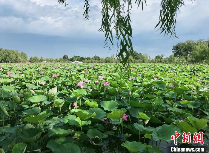 荷花满池，荷叶田田。　齐琳洁 摄