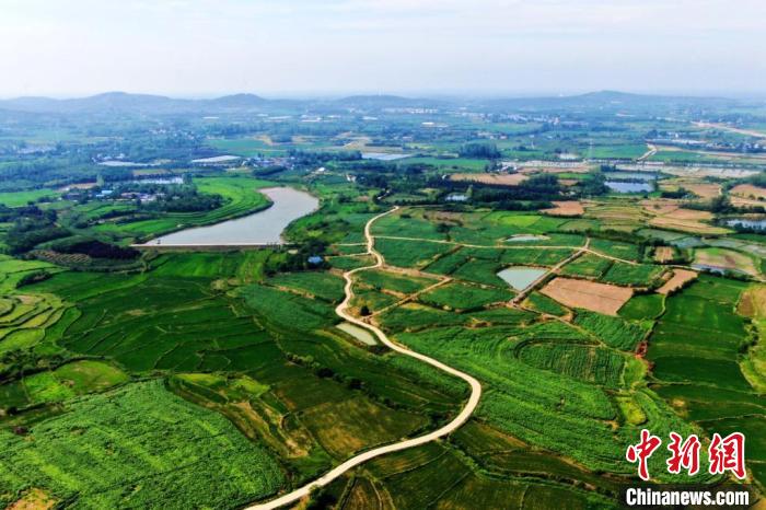 航拍肥西县铭传乡建设村高粱种植基地。(无人机照片) 陈家乐 摄