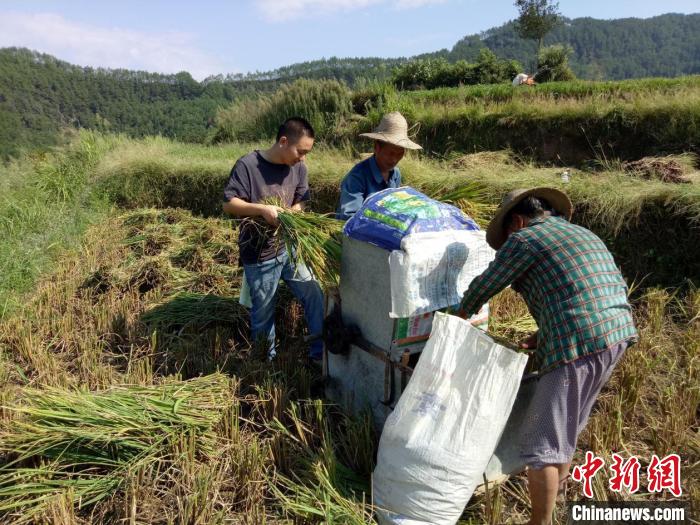 忠县税务局驻善广乡金钟村工作队帮村民抢收稻谷和脱粒。　周华伟 摄