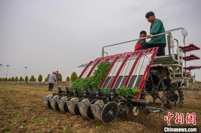 图为南昌市安义县农户正在进行油菜毯状苗机械化育苗移栽 记者华山 摄