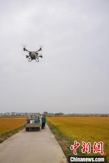 图为南昌市安义县农户使用无人机在稻田间进行油菜籽播种 记者华山 摄