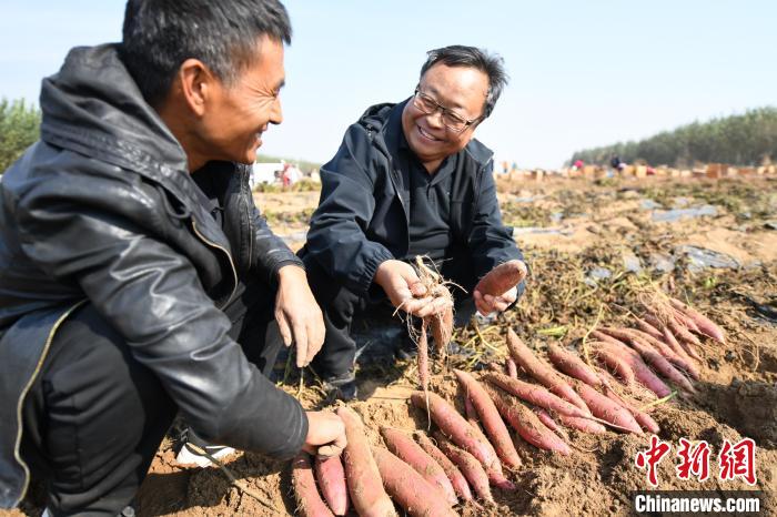 图为河北省现代农业产业技术体系薯类创新团队岗位专家杜德玉(右一)正在田间传授种植技术。　郑晨子 摄
