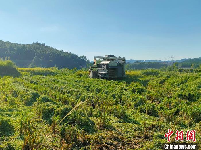 靖州县水稻收割机械化作业。　龙俊霓 摄