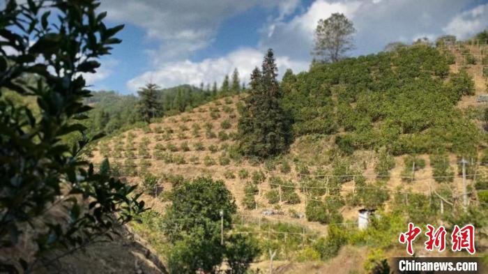 大华村的金桔树多半种在山坡上，桔农需要从山下水源引水上山，为果树灌溉。　韦国政 摄