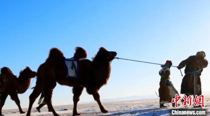 图为在雪地上行走的骆驼。　萨仁通戈拉嘎供图