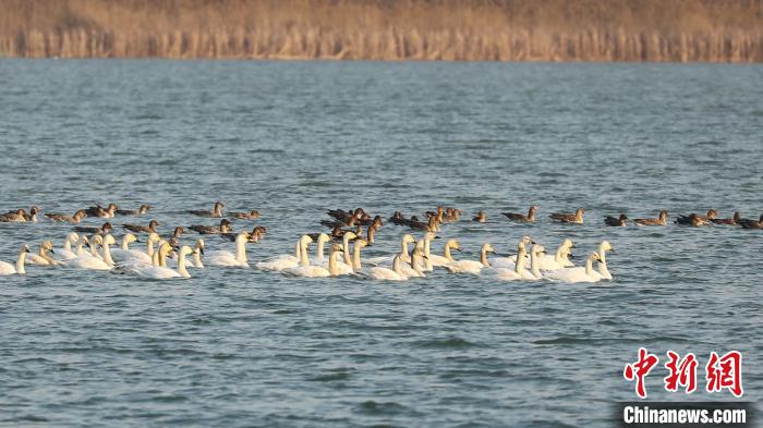 小天鹅与雁群相伴栖息在衡水湖上。　张余广 摄