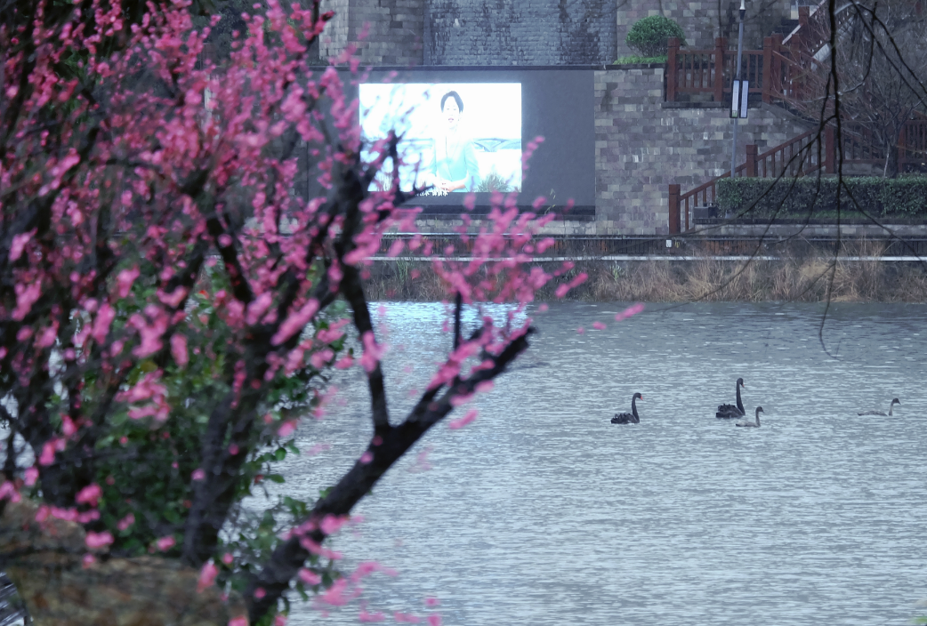 每日一景丨春日“梅”景，开化岂能辜负你？