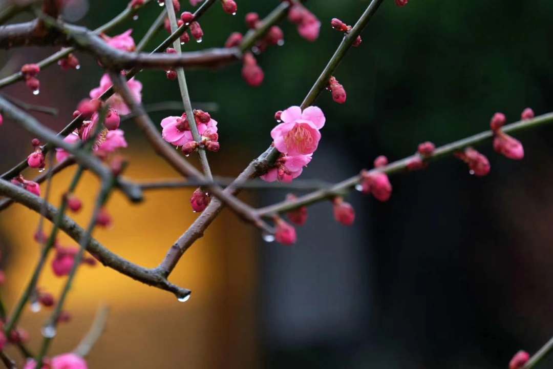 每日一景丨春日“梅”景，开化岂能辜负你？