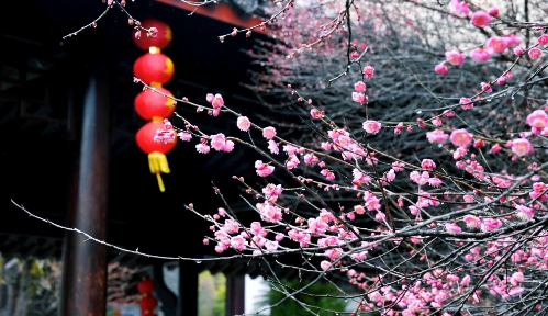 每日一景丨春日“梅”景，开化岂能辜负你？