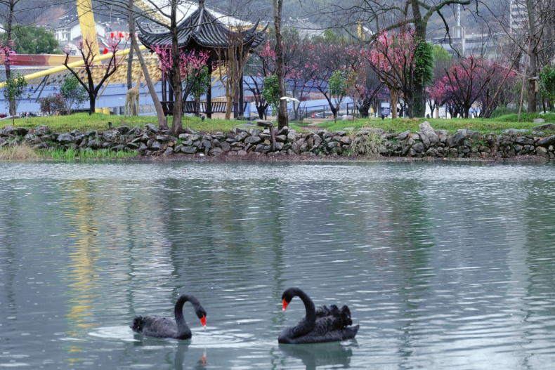 每日一景丨春日“梅”景，开化岂能辜负你？