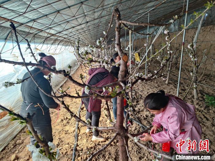 大荔县两宜镇樱桃产业园的工人们正在授粉。　王雯 摄