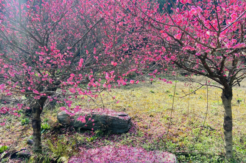 每日一景丨春日“梅”景，开化岂能辜负你？