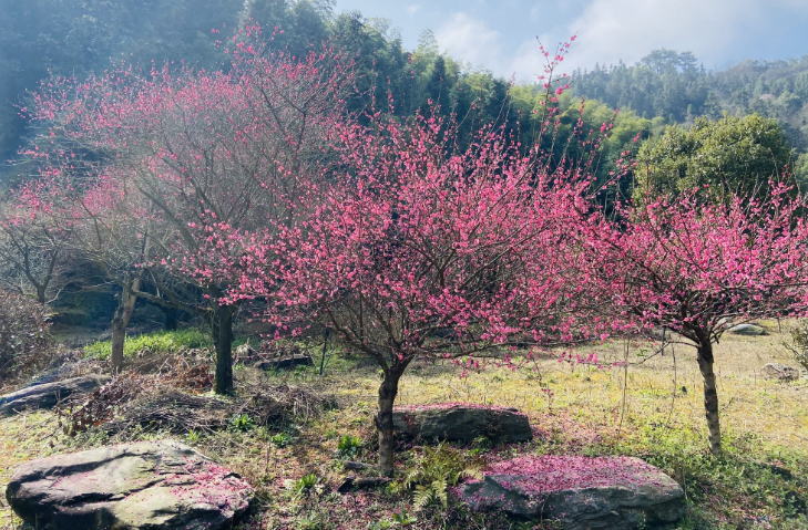 每日一景丨春日“梅”景，开化岂能辜负你？