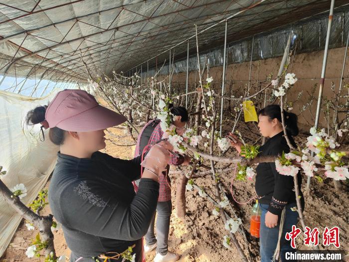 大荔县两宜镇樱桃产业园的工人们正在授粉。　王雯 摄