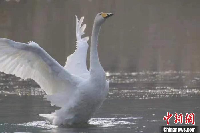 2月27日，30多只大天鹅飞临北京市平谷区金海湖。它们在春日暖阳下的湖水中息憩。　王龙跃 摄