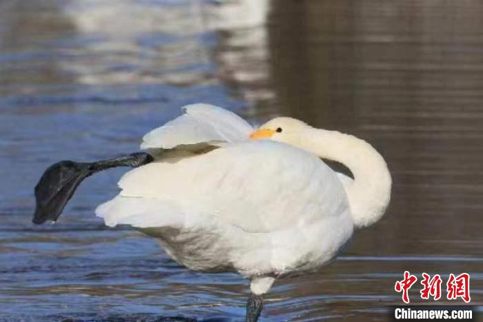 2月27日，30多只大天鹅飞临北京市平谷区金海湖。它们在春日暖阳下的湖水中息憩。　王龙跃 摄