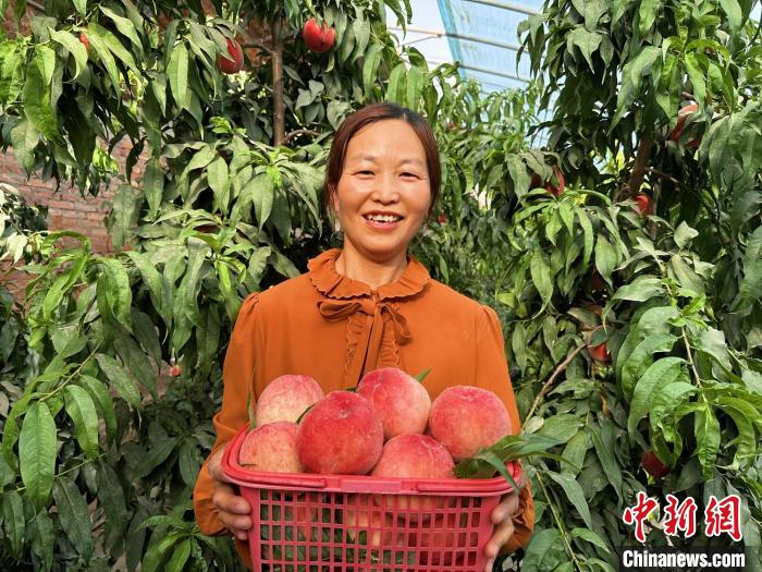 种植户黄梅展示又大又红的水蜜桃，一脸笑意。　刘丹 摄