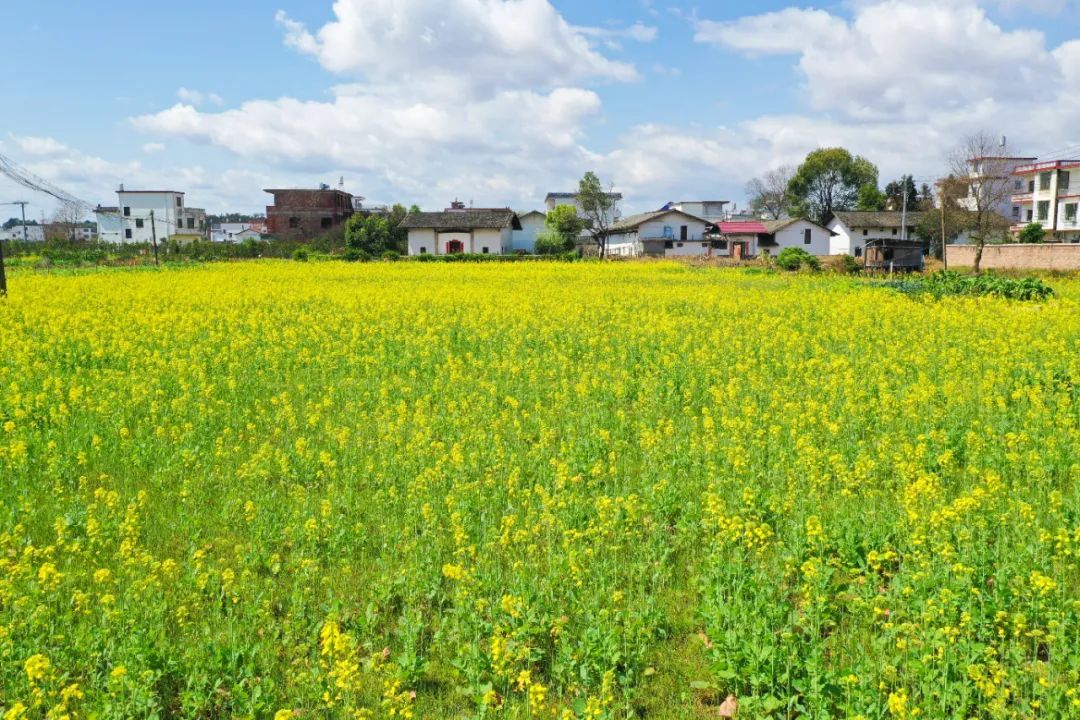 阳春三月油菜花图片