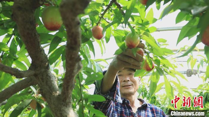 图为莎车县阿热勒乡色热克都维村大棚种植户罗智全在油桃大棚里忙着疏叶摘果。 麦麦提艾力 摄 图为莎车县阿热勒乡色热克都维村大棚种植户罗智全在油桃大棚里忙着疏叶摘果。 麦麦提艾力 摄