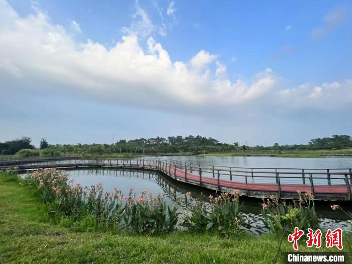 5月20日,五源河国家湿地公园美如画。 海口市湿地保护管理中心供图 5月20日,五源河国家湿地公园美如画。 海口市湿地保护管理中心供图