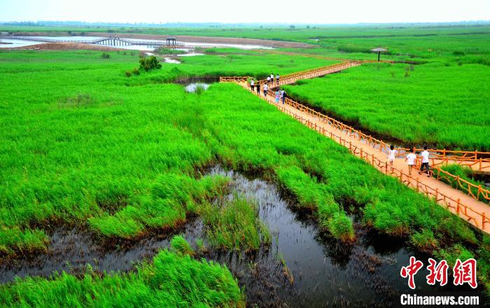 图为黄河口湿地。 山东省水利厅 供图 图为黄河口湿地。 山东省水利厅 供图