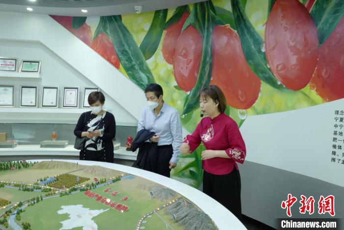 了解宁夏枸杞产业发展情况。 周宸宇 摄 了解宁夏枸杞产业发展情况。 周宸宇 摄