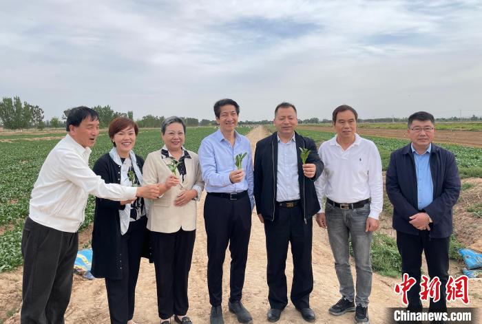 参访供港蔬菜基地。 周宸宇 摄 参访供港蔬菜基地。 周宸宇 摄