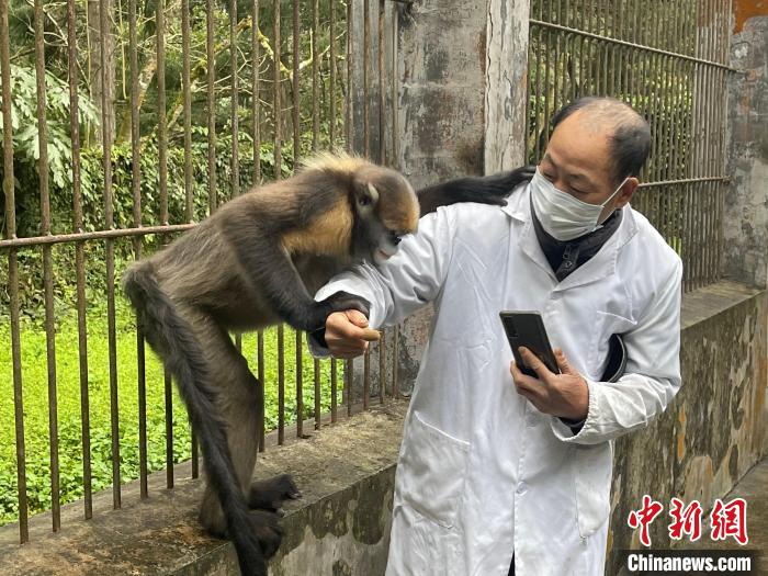 图为黔金丝猴“健健”与饲养员杨胜记互动。 杨伟 摄 图为黔金丝猴“健健”与饲养员杨胜记互动。 杨伟 摄