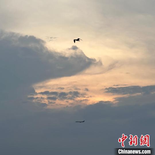 余阳洋拍摄的海鸥。 余阳洋 摄 余阳洋拍摄的海鸥。 余阳洋 摄