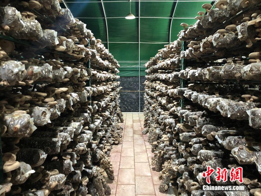 杉洋村的光伏菇棚。中新网 张钰惠 摄 杉洋村的光伏菇棚。中新网 张钰惠 摄